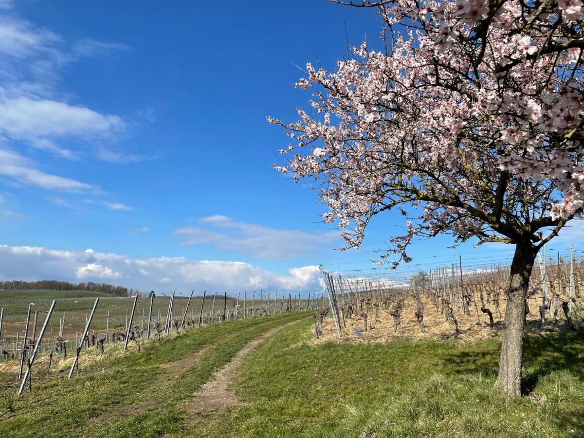 Appartement Weingut & Strausswirtschaft Vogel à Vogtsburg im Kaiserstuhl Extérieur photo